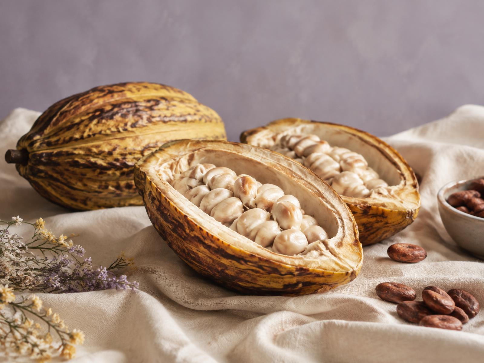 Open cacao pods and fresh beans on linen